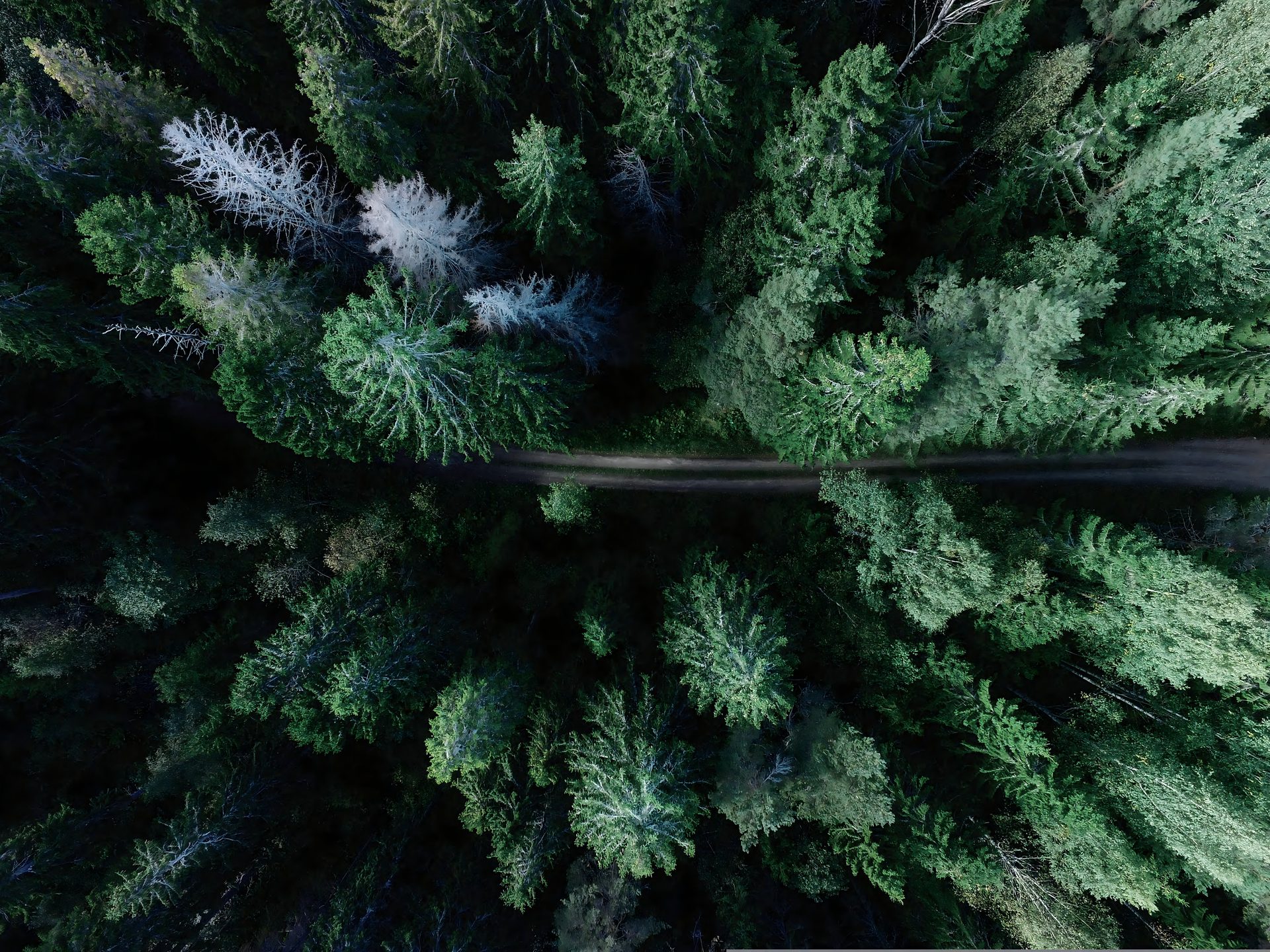 Forêt FSC