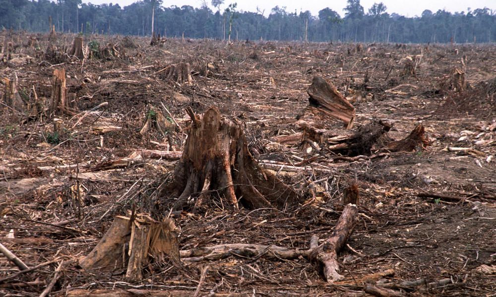 Déforestation de forêts primaires tropicales
