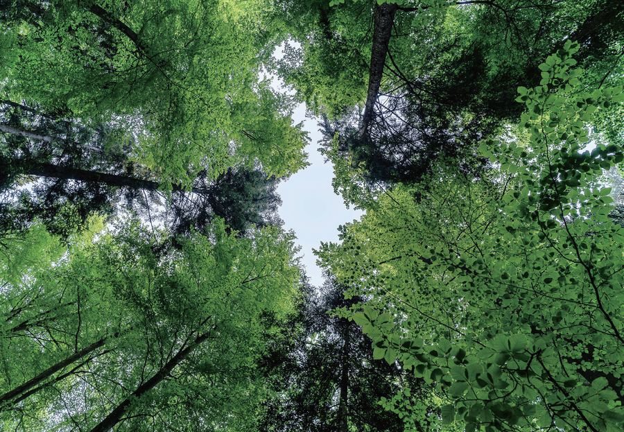 Plantation de peupliers — la matière première Pop'Oak