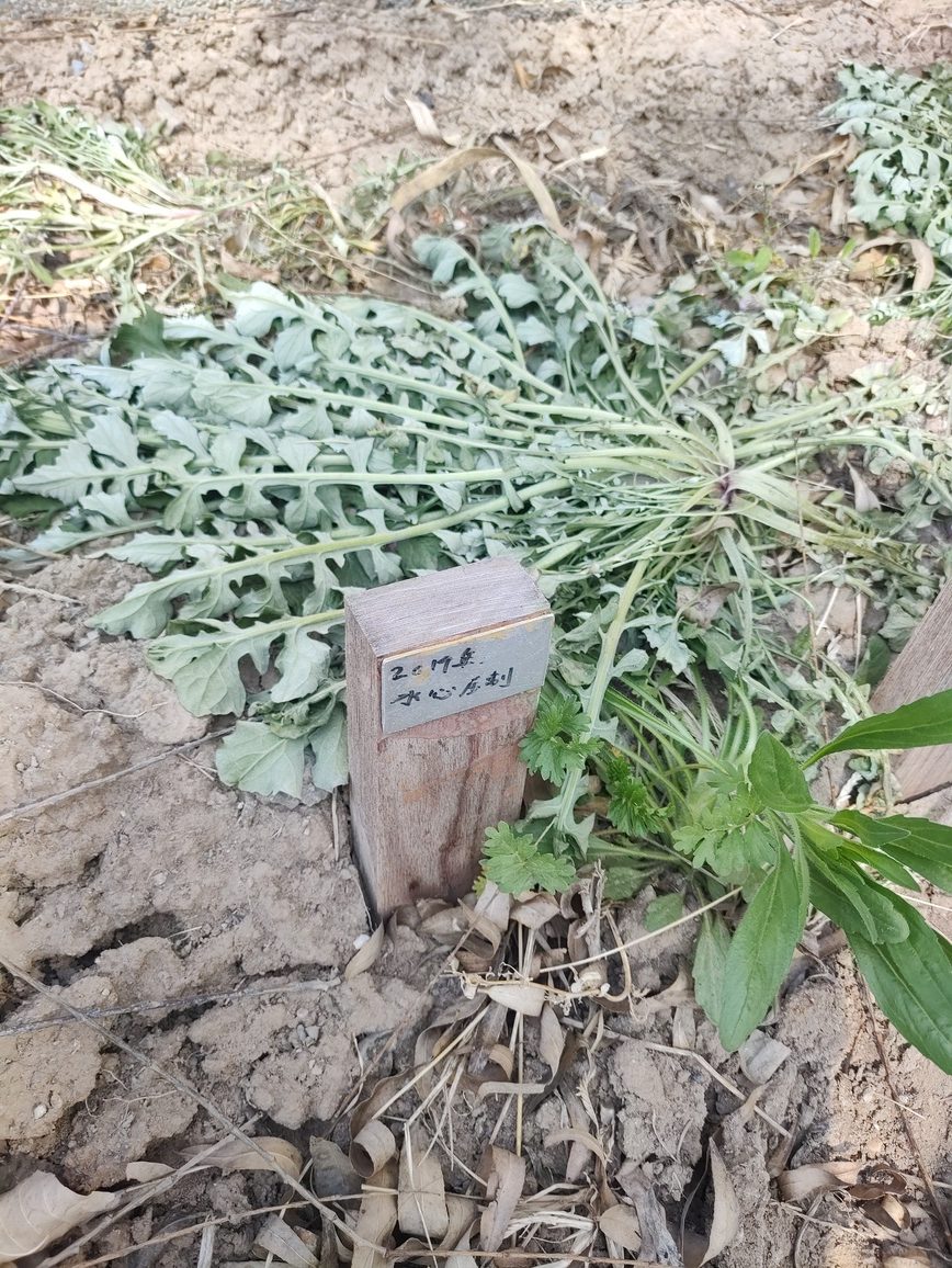 Échantillon Pop'Oak enterré 10 ans, surface intacte